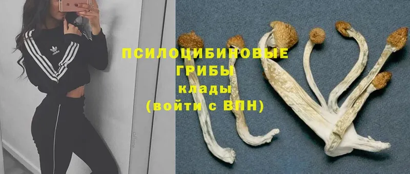 Галлюциногенные грибы GOLDEN TEACHER  Поронайск 